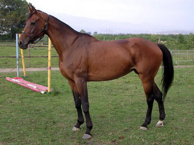 Cavallo