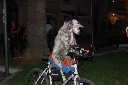 bianca cane in bici