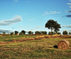 lavoro-campagna