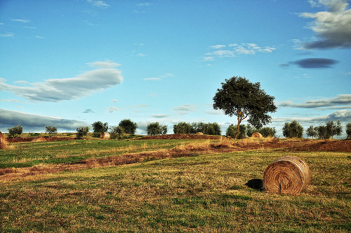 lavoro-campagna