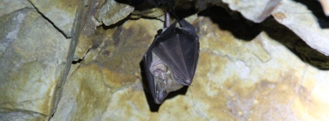 lac marche pipistrelli