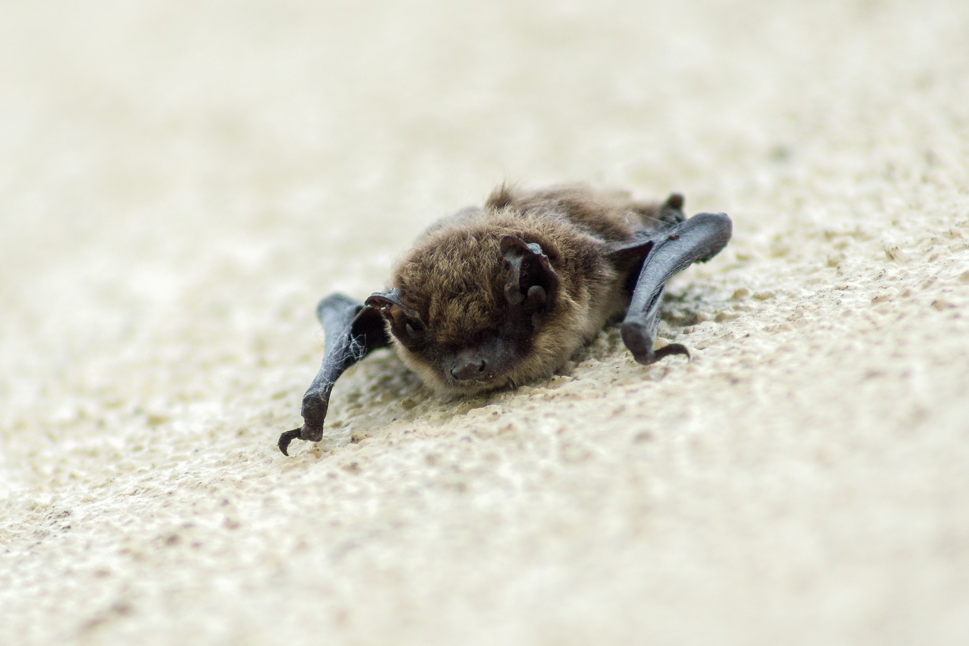 lac marche pipistrelli